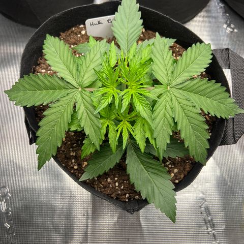 HulkBerry Auto 10 Liter BioBizz growlog timeline photo