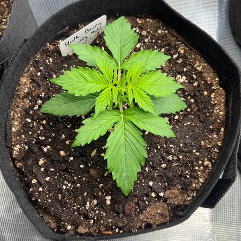 Hulk Berry 2 & Myko 10Liter BioBizz  growlog timeline photo