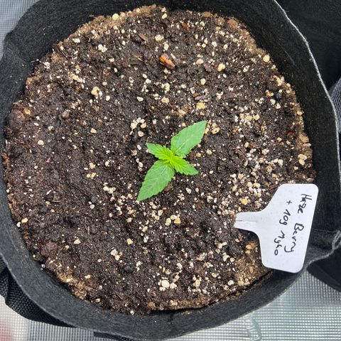Haze Berry 2 & Myko - 10Liter BioBizz growlog timeline photo
