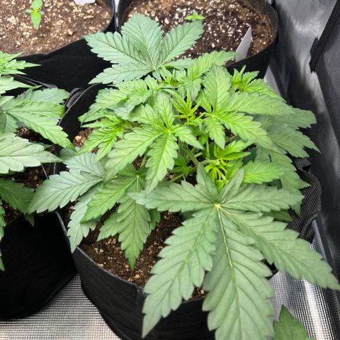 Wedding Cake Auto 10 Liter BioBizz  growlog timeline photo