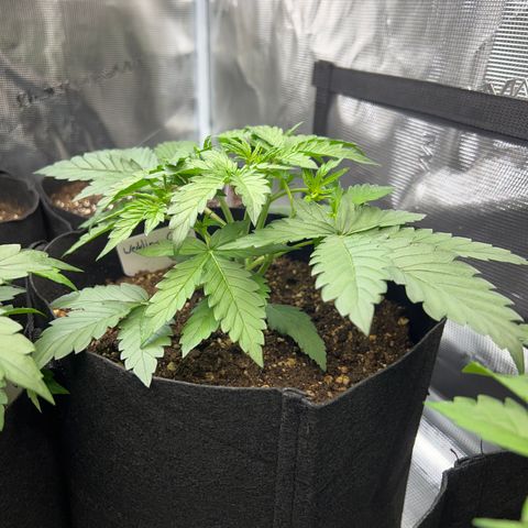 Wedding Cake Auto 10 Liter BioBizz  growlog timeline photo
