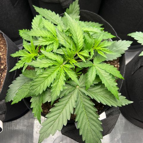 HulkBerry Auto 10 Liter BioBizz growlog timeline photo