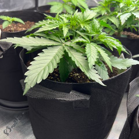 HulkBerry Auto 10 Liter BioBizz growlog timeline photo