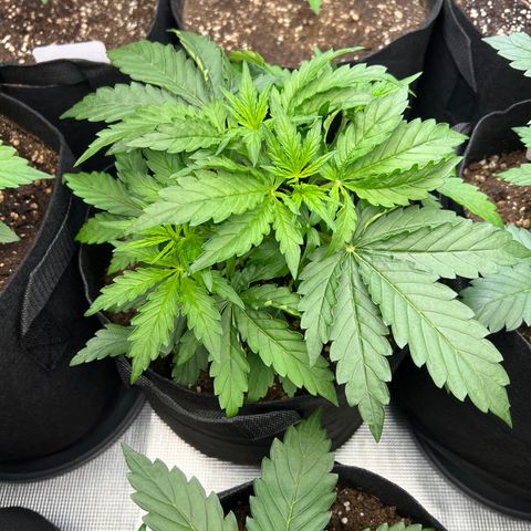 Haze Berry Automaic 10 Liter BioBizz growlog timeline photo