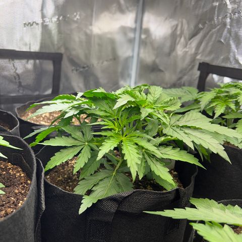 Haze Berry Automaic 10 Liter BioBizz growlog timeline photo
