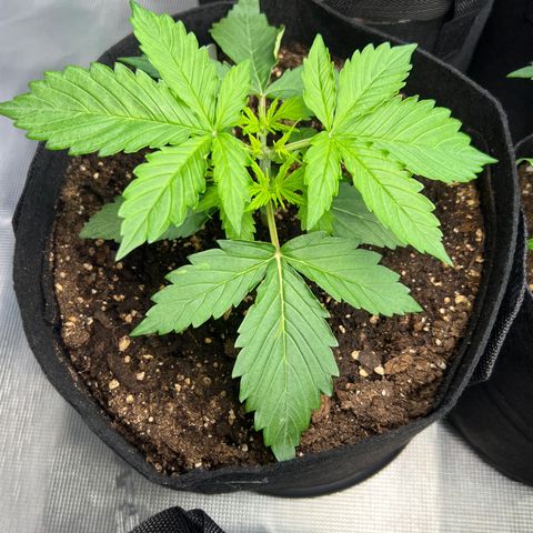 Hulk Berry 2 & Myko 10Liter BioBizz  growlog timeline photo