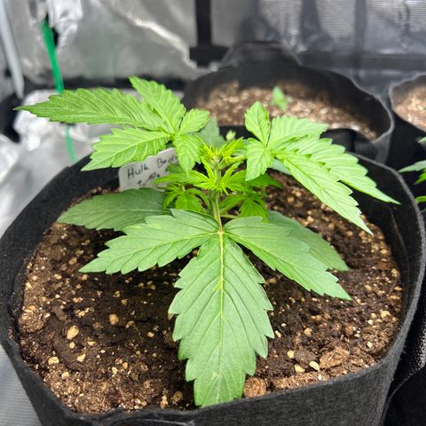 Hulk Berry 2 & Myko 10Liter BioBizz  growlog timeline photo