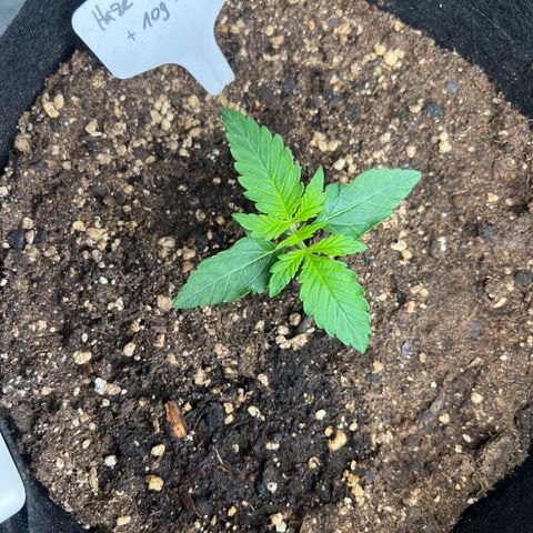 Haze Berry 2 & Myko - 10Liter BioBizz growlog timeline photo
