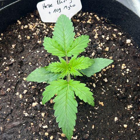 Haze Berry 2 & Myko - 10Liter BioBizz growlog timeline photo