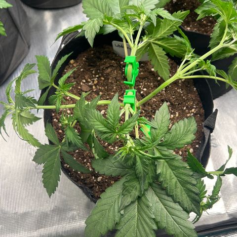 Wedding Cake Auto 10 Liter BioBizz  growlog timeline photo