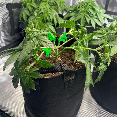 Wedding Cake Auto 10 Liter BioBizz  growlog timeline photo