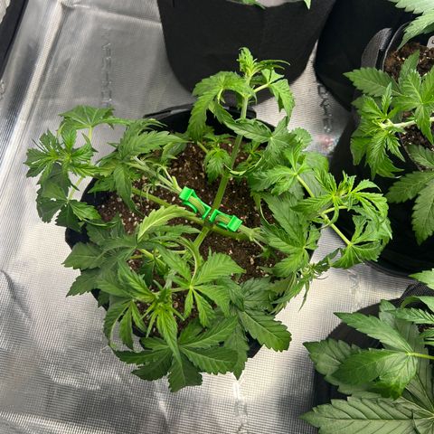 Haze Berry Automaic 10 Liter BioBizz growlog timeline photo