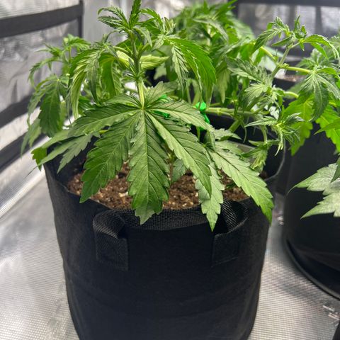 Haze Berry Automaic 10 Liter BioBizz growlog timeline photo