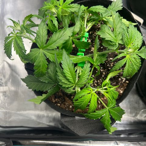 HulkBerry Auto 10 Liter BioBizz growlog timeline photo