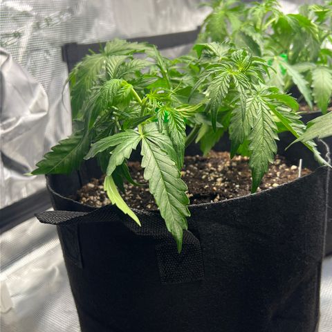 HulkBerry Auto 10 Liter BioBizz growlog timeline photo