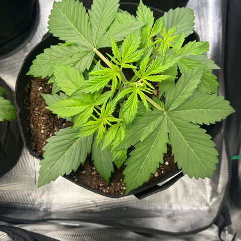 Hulk Berry 2 & Myko 10Liter BioBizz  growlog timeline photo