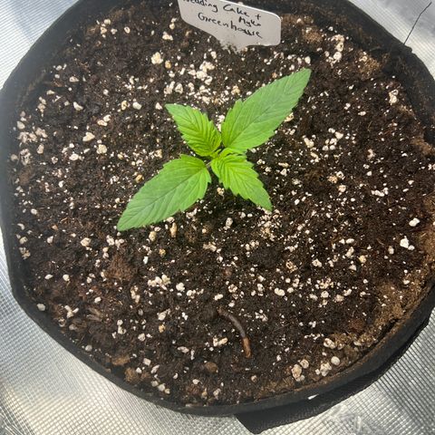 Wedding Cake Auto + Myko 10 Liter Greenhouse growlog timeline photo