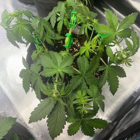Wedding Cake Auto 10 Liter BioBizz  growlog timeline photo