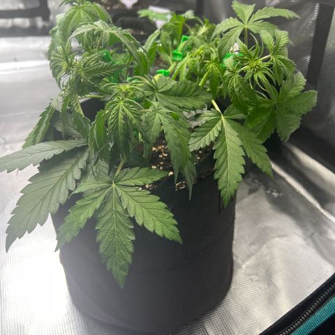 Wedding Cake Auto 10 Liter BioBizz  growlog timeline photo