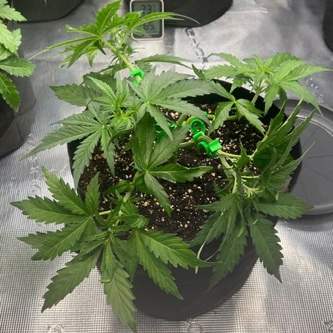 HulkBerry Auto 10 Liter BioBizz growlog timeline photo