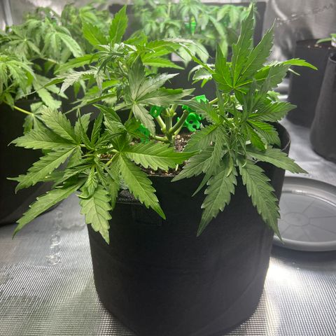HulkBerry Auto 10 Liter BioBizz growlog timeline photo