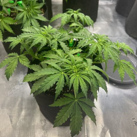Haze Berry Automaic 10 Liter BioBizz growlog timeline photo