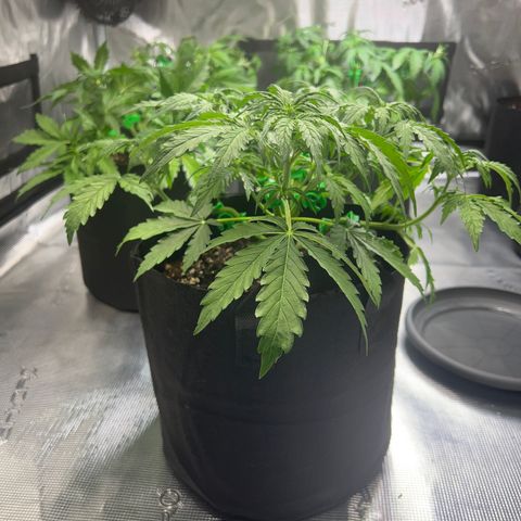 Haze Berry Automaic 10 Liter BioBizz growlog timeline photo