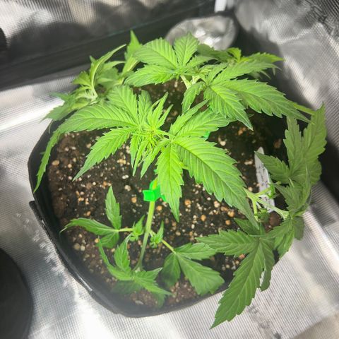 Hulk Berry 2 & Myko 10Liter BioBizz  growlog timeline photo