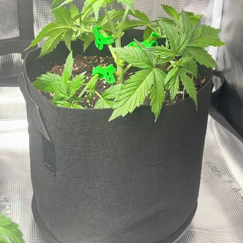 Hulk Berry 2 & Myko 10Liter BioBizz  growlog timeline photo