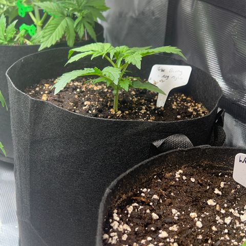 Haze Berry 2 & Myko - 10Liter BioBizz growlog timeline photo