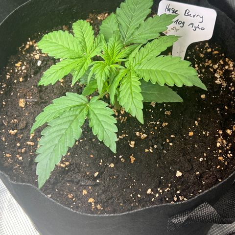 Haze Berry 2 & Myko - 10Liter BioBizz growlog timeline photo