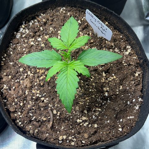 Wedding Cake Auto + Myko 10 Liter Greenhouse growlog timeline photo