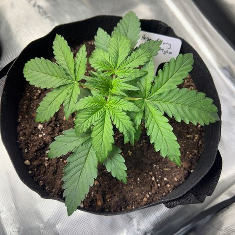 Haze Berry 2 & Myko - 10Liter BioBizz growlog timeline photo