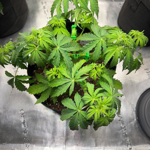 Haze Berry Automaic 10 Liter BioBizz growlog timeline photo