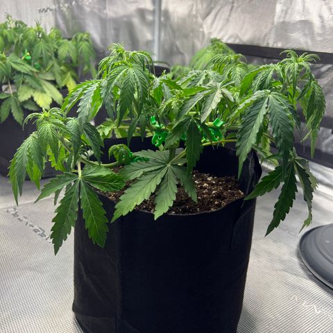 Haze Berry Automaic 10 Liter BioBizz growlog timeline photo