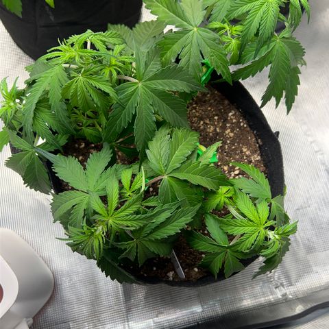 HulkBerry Auto 10 Liter BioBizz growlog timeline photo