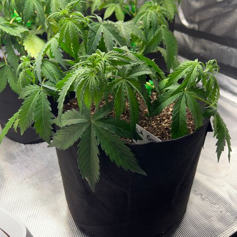 HulkBerry Auto 10 Liter BioBizz growlog timeline photo