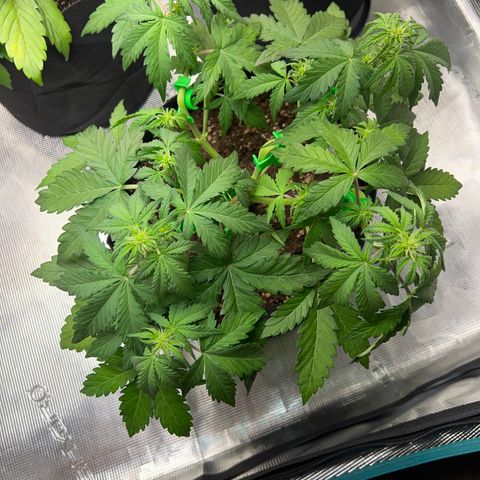 Wedding Cake Auto 10 Liter BioBizz  growlog timeline photo