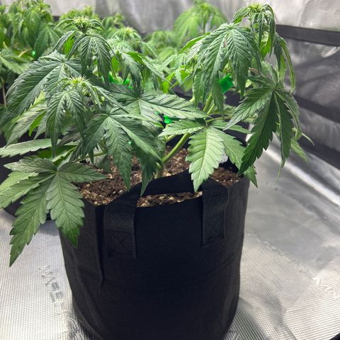Wedding Cake Auto 10 Liter BioBizz  growlog timeline photo