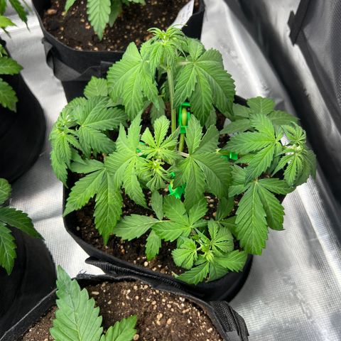 Hulk Berry 2 & Myko 10Liter BioBizz  growlog timeline photo