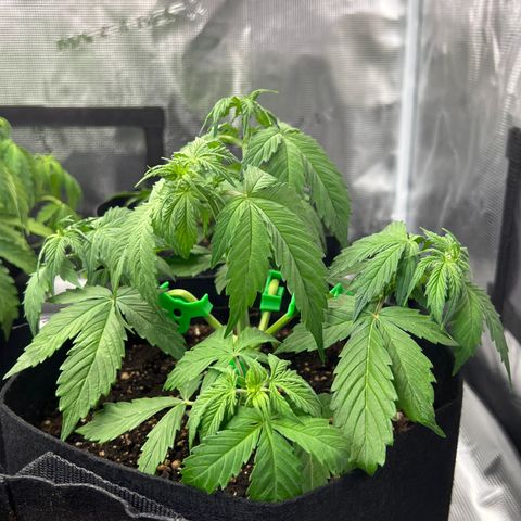 Hulk Berry 2 & Myko 10Liter BioBizz  growlog timeline photo