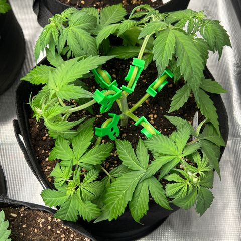 Hulk Berry 2 & Myko 10Liter BioBizz  growlog timeline photo