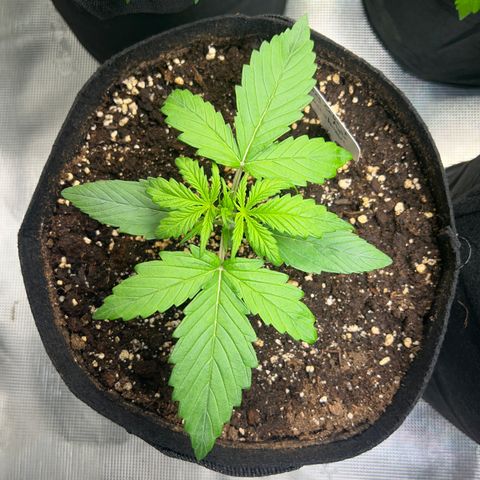 Wedding Cake Auto + Myko 10 Liter Greenhouse growlog timeline photo