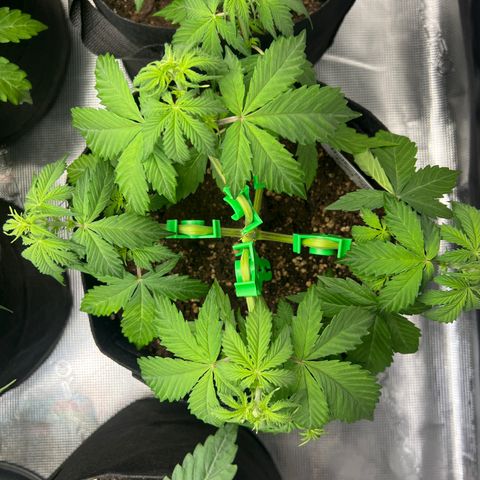 Hulk Berry 2 & Myko 10Liter BioBizz  growlog timeline photo