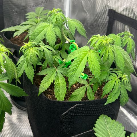 Hulk Berry 2 & Myko 10Liter BioBizz  growlog timeline photo