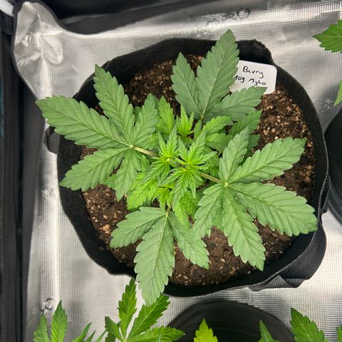Haze Berry 2 & Myko - 10Liter BioBizz growlog timeline photo