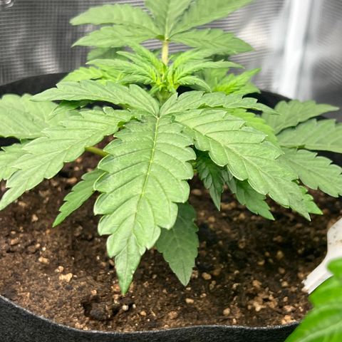 Haze Berry 2 & Myko - 10Liter BioBizz growlog timeline photo