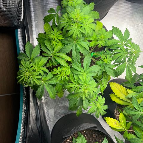 Haze Berry Automaic 10 Liter BioBizz growlog timeline photo