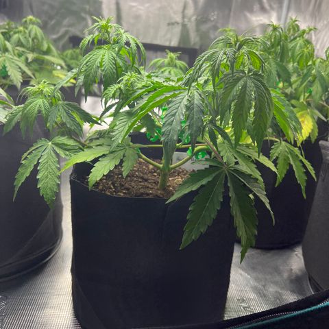 Haze Berry Automaic 10 Liter BioBizz growlog timeline photo