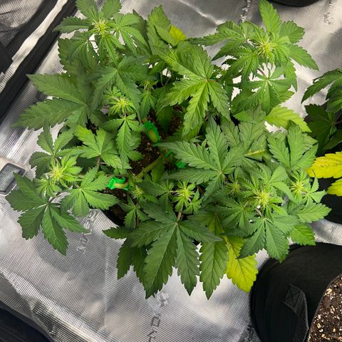 Wedding Cake Auto 10 Liter BioBizz  growlog timeline photo